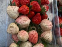 -喜杨洋草莓采摘园