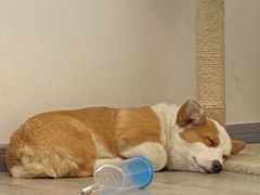 -浣熊柯尔鸭土拨鼠·电玩咖