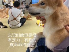 -逗柴咖啡屋·狗咖猫咖宠物桌游