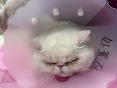 -北京观赏动物医院·24小时大型综合·猫专科·异宠专科