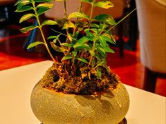 -桃源咖啡厅(武夷山大红袍山庄店)