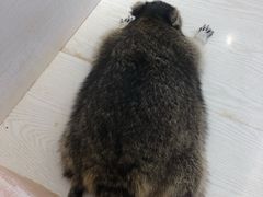 -浣熊柯尔鸭土拨鼠·电玩咖