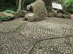 -上海佘山国家森林公园天马山园