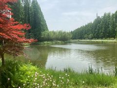 -黄海国家森林公园