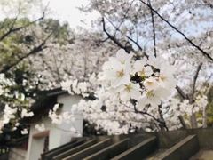 -鹅湖玫瑰文化园