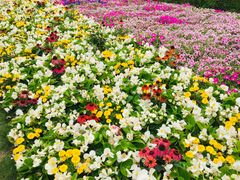 -深圳仙湖植物园