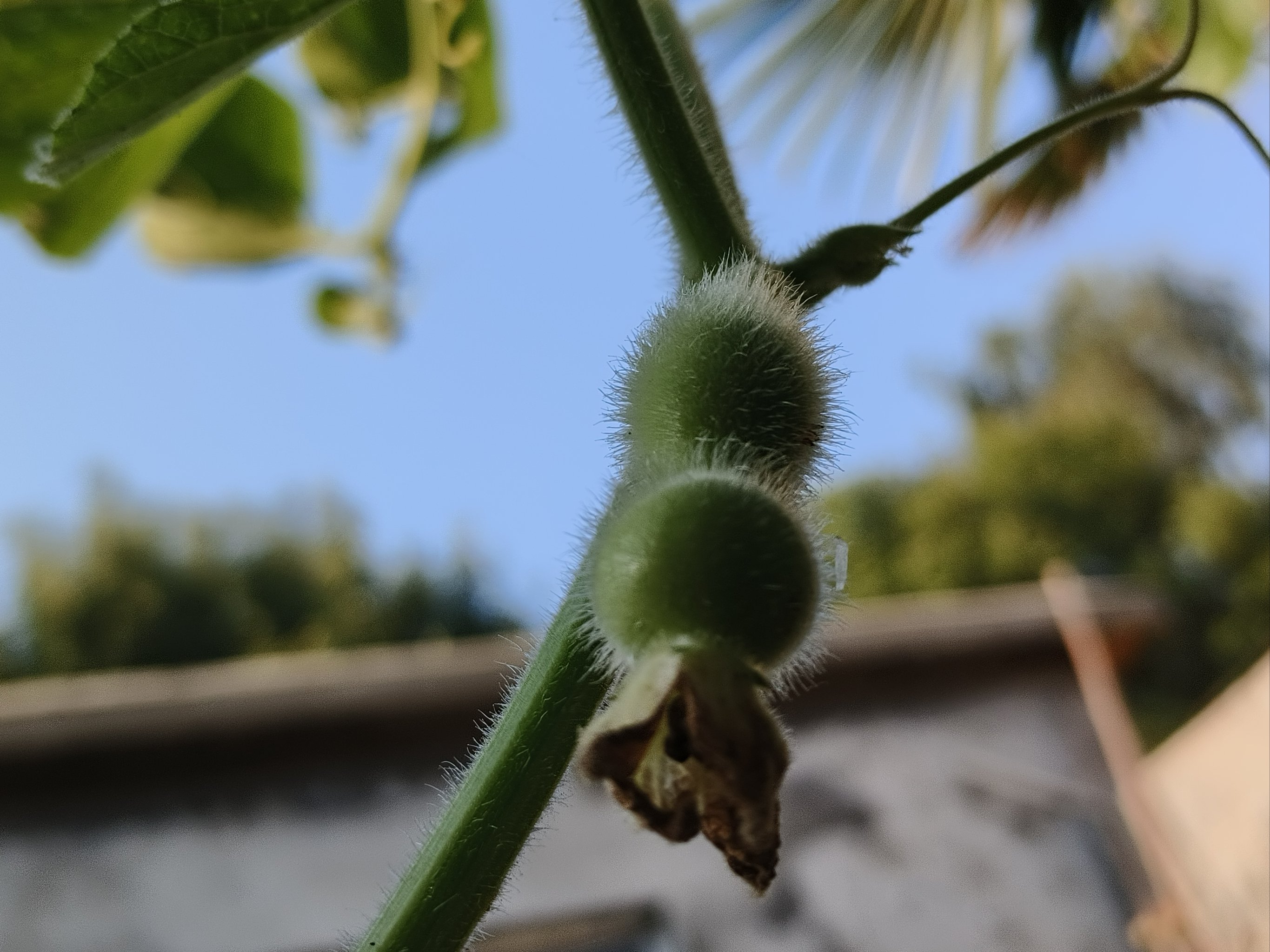 手捻葫芦植株图片