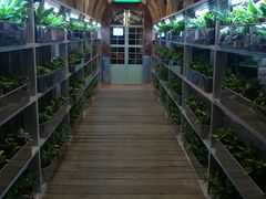 -Ohkajhu Organic Farm Sansai