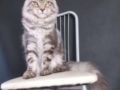 -十年猫舍·猫咪专门店(普陀店)