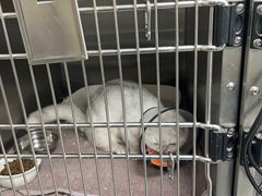 -安安宠医宠物医院·异宠·犬猫内科(岳阳分院)