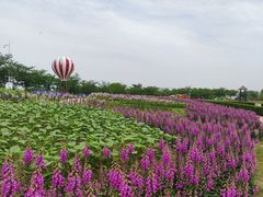 -金卉庄园