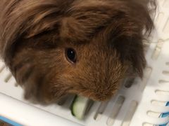 -藦茜花园宠物主题亲子互动体验馆(国顺东路店)