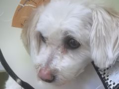 -美联众合动物医院·24h转诊中心