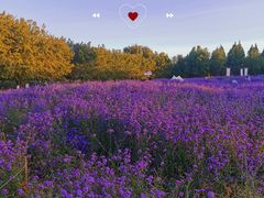 -北京国际鲜花港