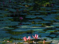 -中国科学院西双版纳热带植物园