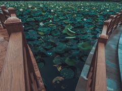 -顾村公园