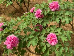 -北京西山国家森林公园