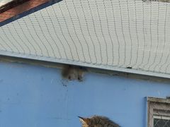 -青藏高原野生动物园