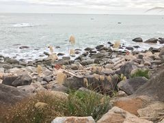 -广东惠东海龟国家级自然保护区