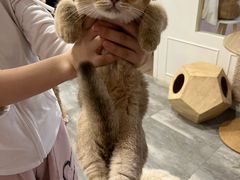 -楼上猫咖(罗湖店)