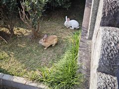 -大唐贡茶院