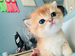 -柚子猫舍·精品猫舍购猫·猫咪认养·购宠·宠物店