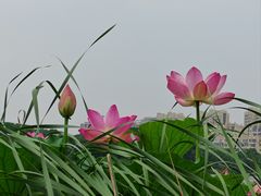-南翔镇银翔湖公园