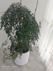 -HEYAN荷妍专业脱毛连锁机构