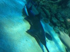 -悉尼海洋生物水族馆