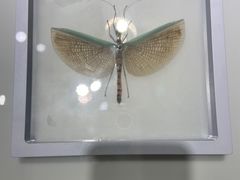 -上海昆虫博物馆