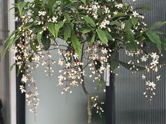 -溪岸路花鸟市场