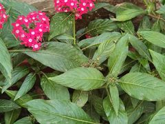 -花鸟鱼虫鲜花绿植市场(玉泉路店)