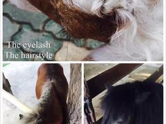 -清迈夜间动物园