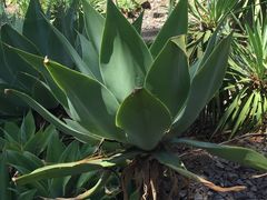 -墨尔本皇家植物园