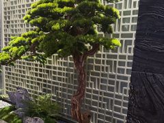 -阿五黄河大鲤鱼(纬三路店)