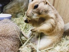 -藦茜花园宠物主题亲子互动体验馆(国顺东路店)