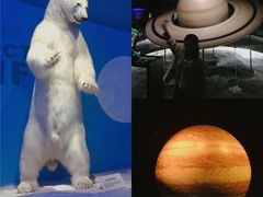 -贝林大翅鲸简餐厅(国家海洋博物馆店)