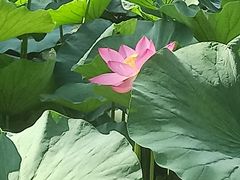 -大宁郁金香公园-停车场