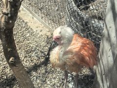 -青藏高原野生动物园