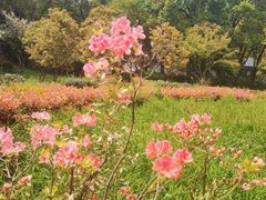-上海佘山国家森林公园天马山园