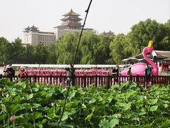 -莲花池公园
