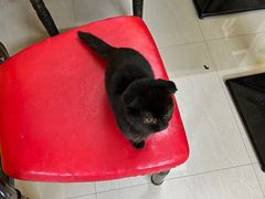 -猫咪咖啡店(新城大街店)