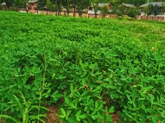 -黄陂区野村谷景区
