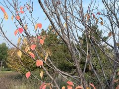 -汉长安城未央宫国家考古遗址公园