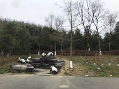 -都江堰中华大熊猫苑