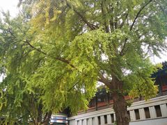 -国家图书馆·古籍馆