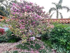 -深圳仙湖植物园