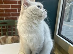 -猫小院猫主题餐厅(南锣旗舰店)