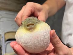 -肆月河豚·新淮扬(金融街店)