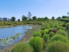 -春花秋色城市公园